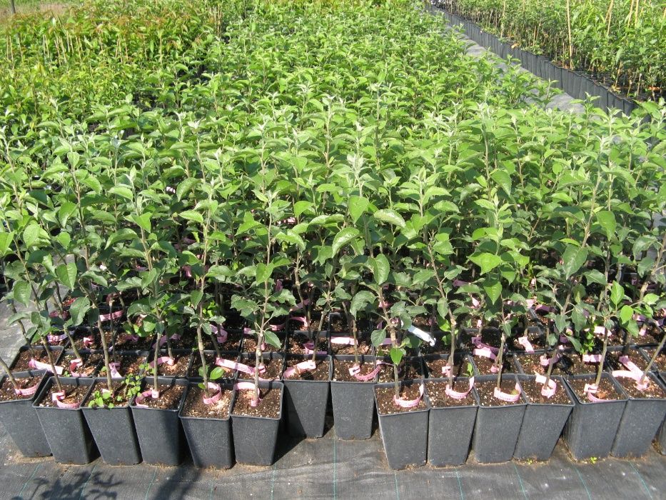 Саджанці фруктових дерев,кущів та квітів у контейнерах