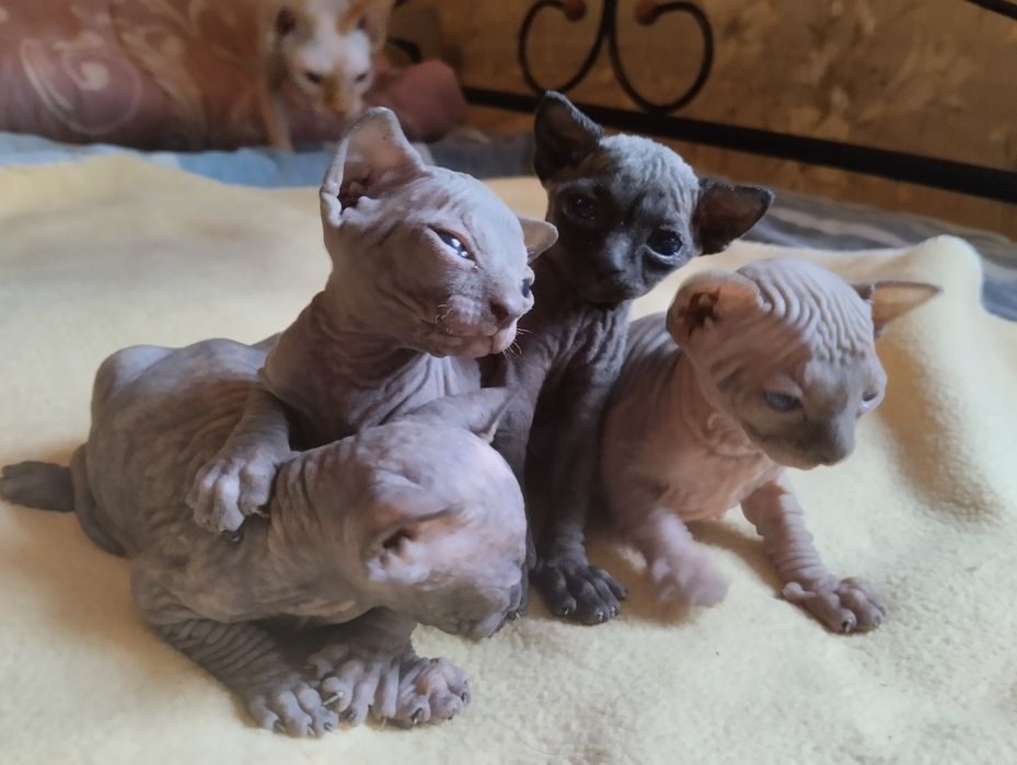 Котята канадского сфинкса, эльфы