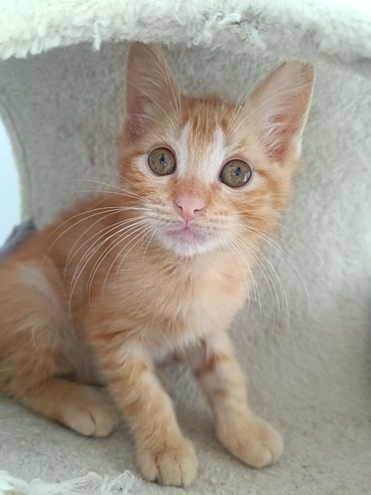 Gatinho (macho), para adoção em Viseu