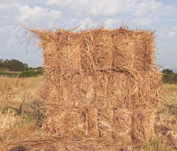 Fardos    de    palha