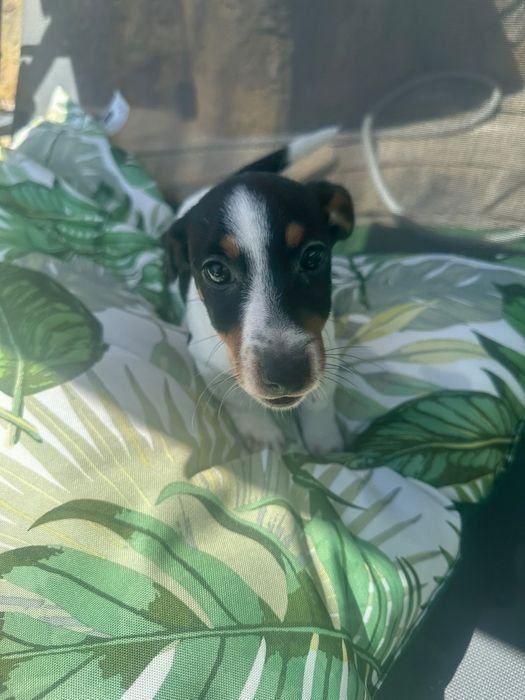 Magenifico menino jack russell