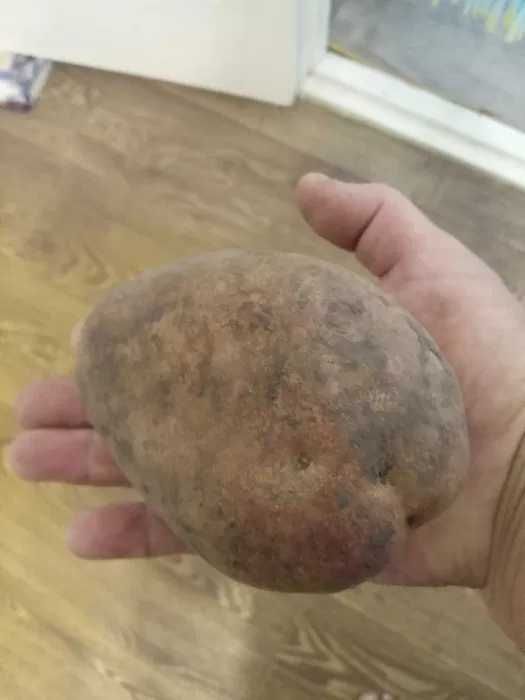 Велика картопля - біла і сорт Роко