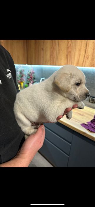 Хлопчик з документами