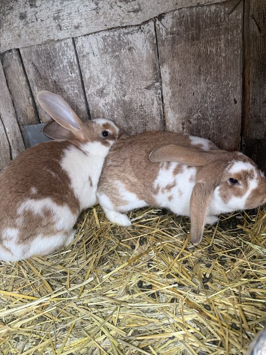 Кролики на розплід/мяʼсо