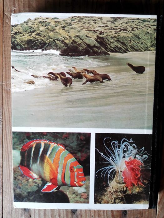 "Segredos do Mar" Oceanos e Ilhas da Seleções Reader's Digest