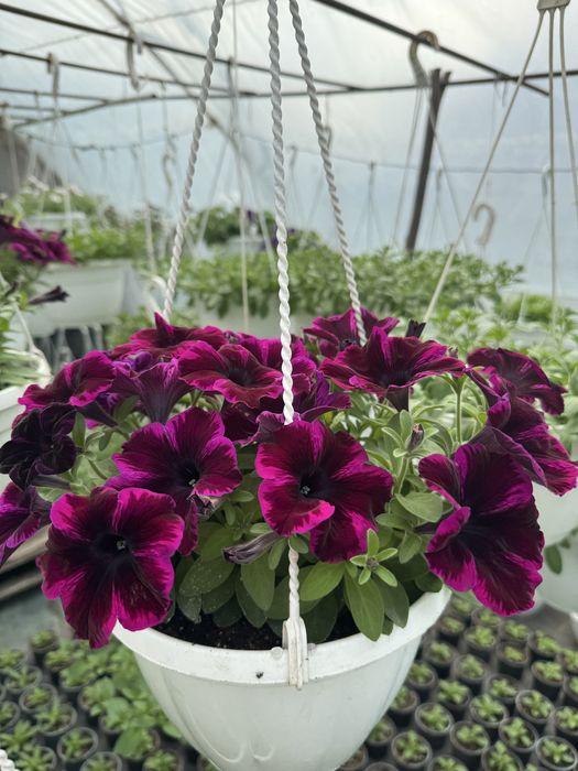 Петунія/сурфінія/пеларгонія в кашпо/розсада петуніі, пеларгоніі, калібрахоа