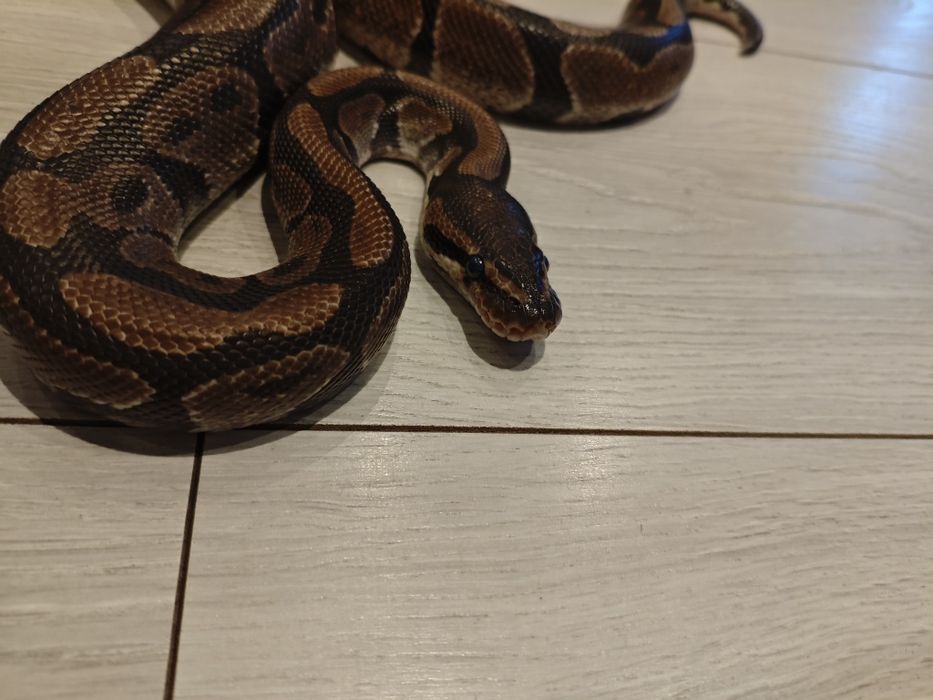 Pyton królewski około 130 cm łagodny