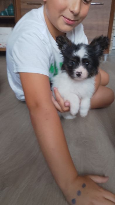 Papillon Spaniel Kontynentalny Miniaturowy