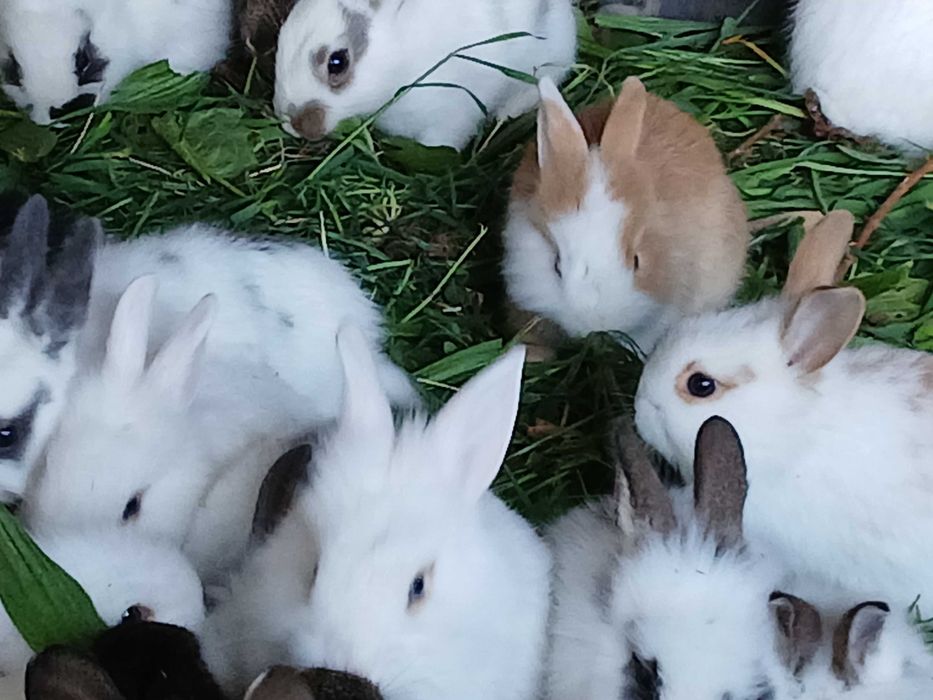 Coelhos lindos anões
