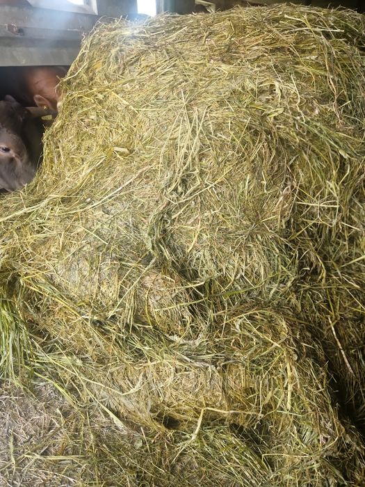 Siano sianokiszonka ze stodoły cena z transportem