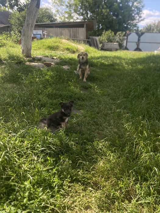 Щенята в добрі руки, безкоштовно