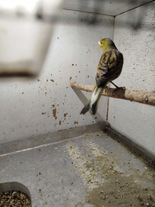 Kanarki miniatura Hiszpańska