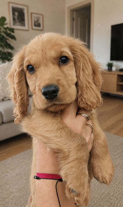 Wyjątkowej urody piesek rasy Cocker spaniel angielski