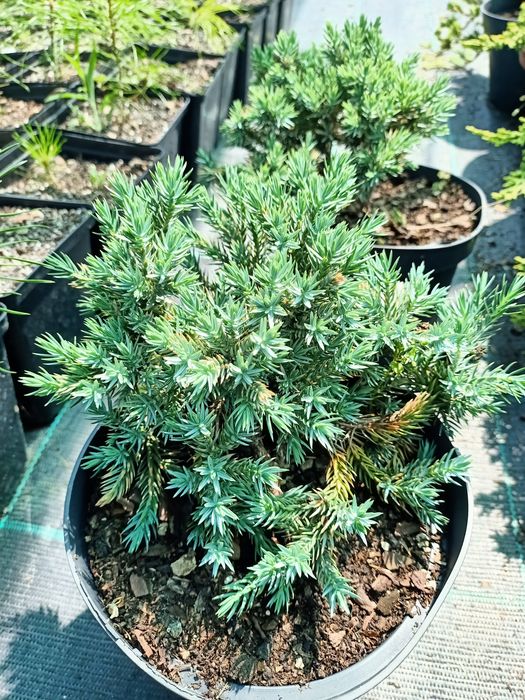 Ялівець горизонтальний Мінт Джулеп 'Mint Julep '  C1,5; P9