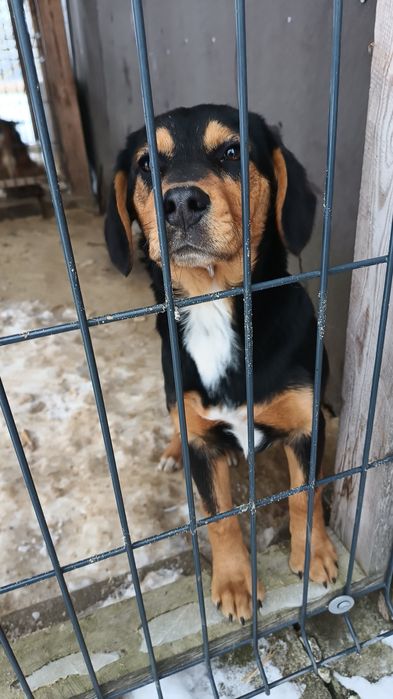 Oddam 4 miesięcznego pieska