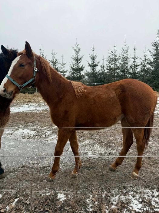Klacz wielkopolska pełne pochodzenie