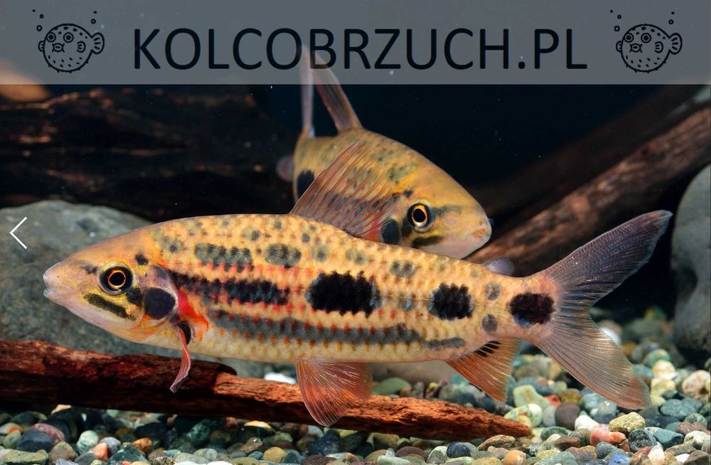 Poziomnik truskawkowy - Leporinus sp. "Strawberry" - wysyłka