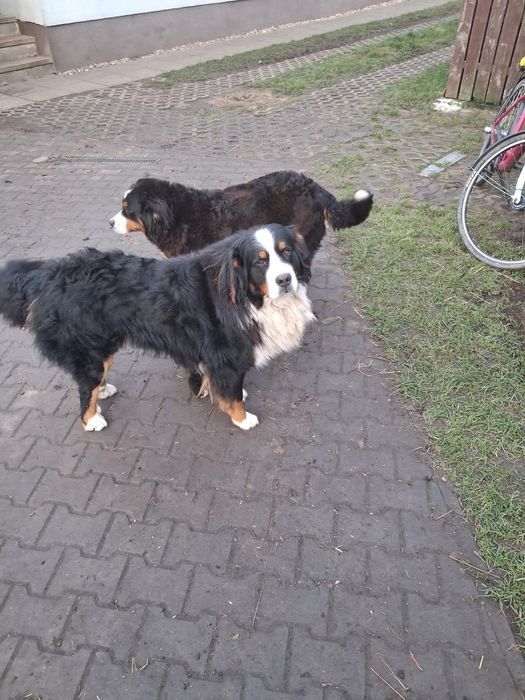 Bernenski pies pastetski