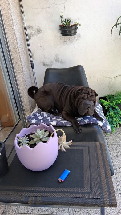 Procura nova família  Sharpei