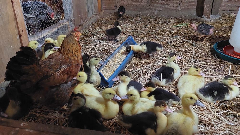 12 Patos mudos com 4 semanas