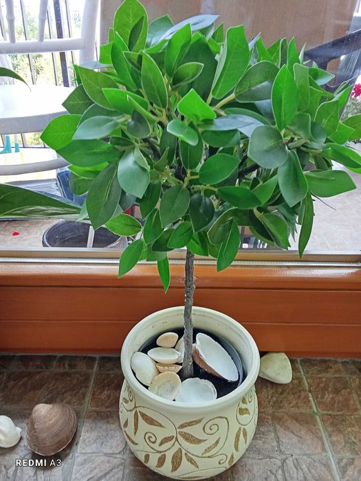 Hejka, IKEA, kwiat sztuczny w doniczce, maranta, bambus