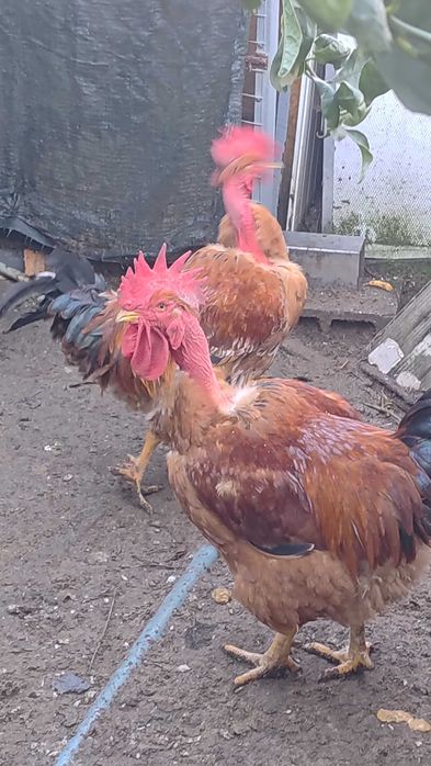 Galos caseiros com excelente porte