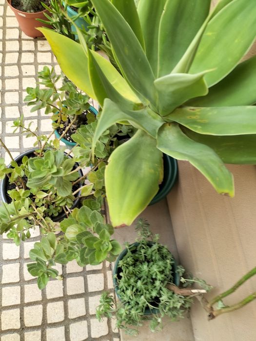 5 vasos de plantas