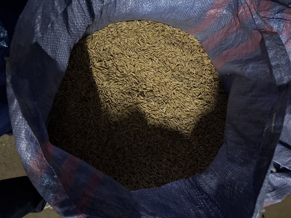 Sprzedam owies! Transport