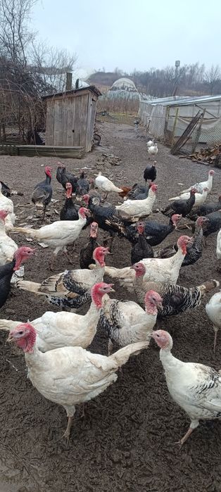 Індики домашні .