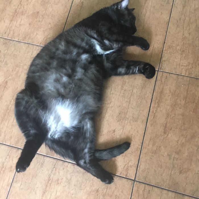 Kot kotka do adopcji