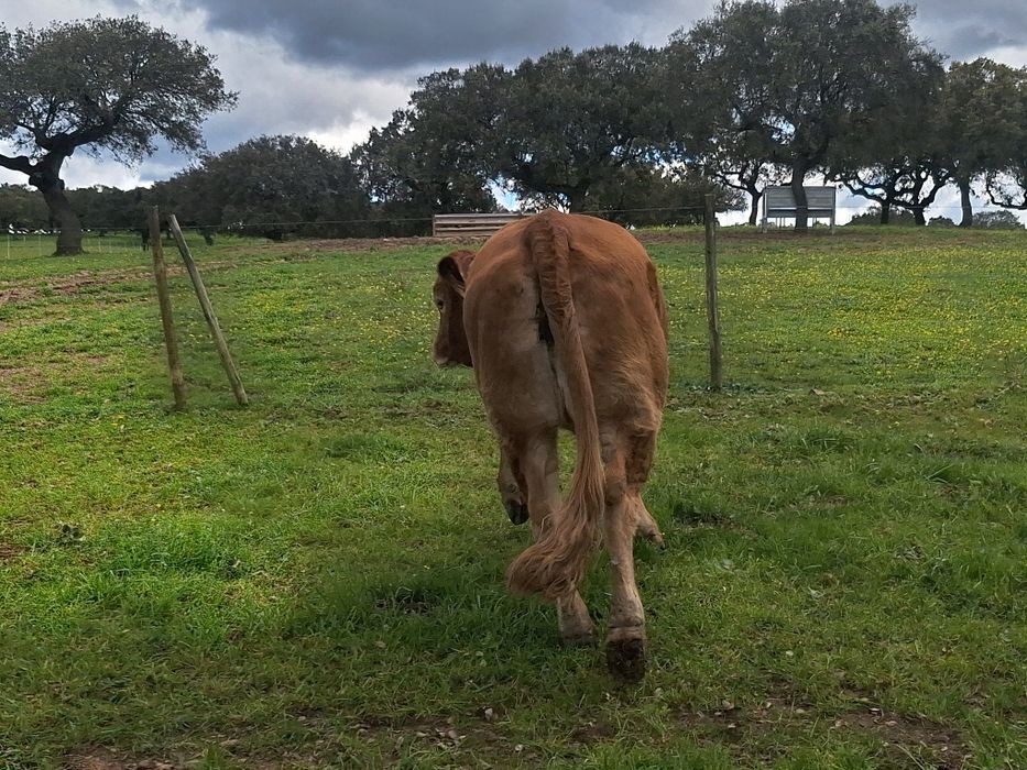 Novilha limousine Pura