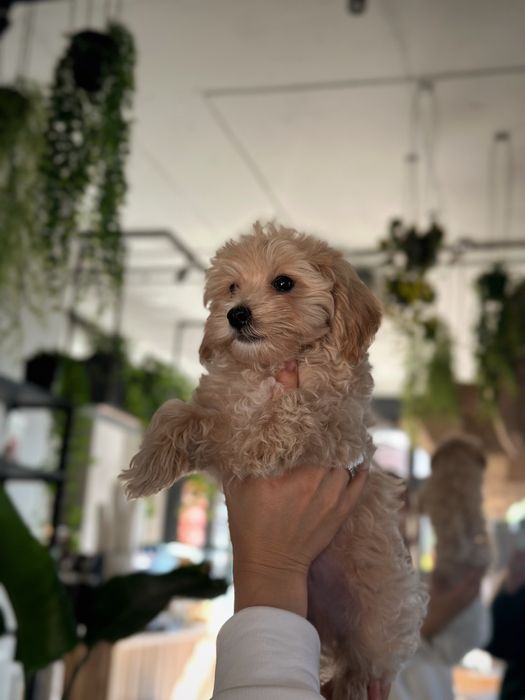 Maltipoo F1 (тато пудель а мама мальтезе)