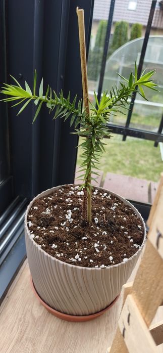 Araukaria chilijska "małpie drzewo"