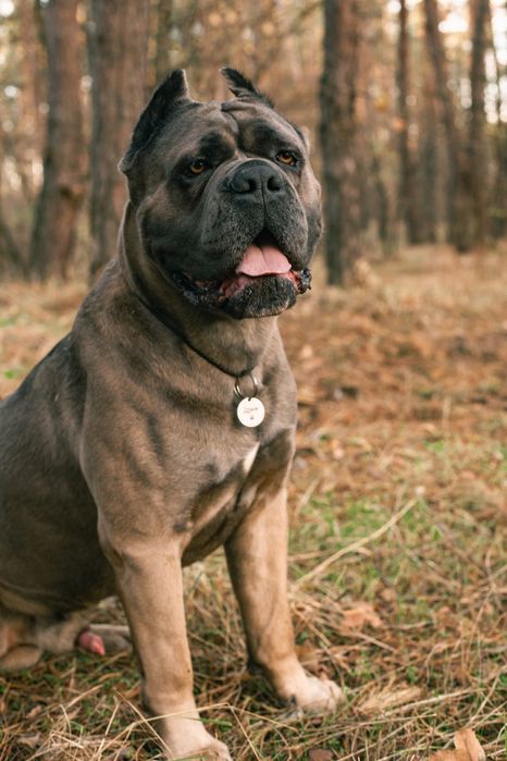 Чемпион Молдовы и Румынии