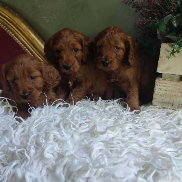 Cockapoo > cocker spanil & pudel > szczenięta.
