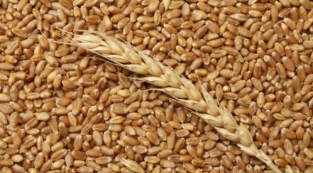 Продам пшеницу 2026року