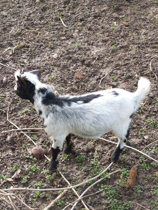 Vendo macho de cabra anão