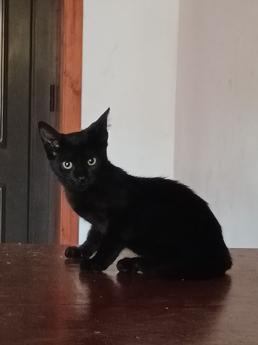 Doação de Gatinhos