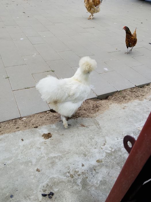 Jajka lęgowe Silek  i selebrtek