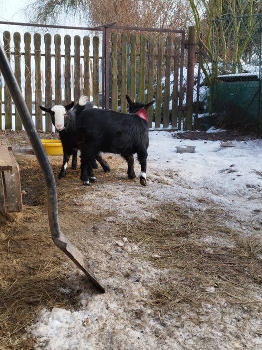 Mam do sprzedania młode kozy miniaturowe