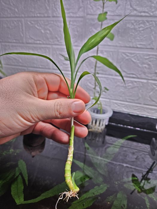 Pé de bambu da sorte