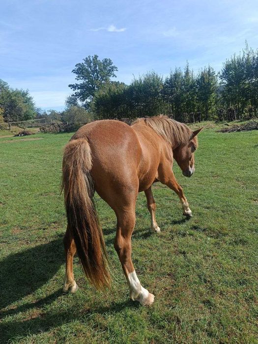 Молода кобила, 2роки 3 місяці