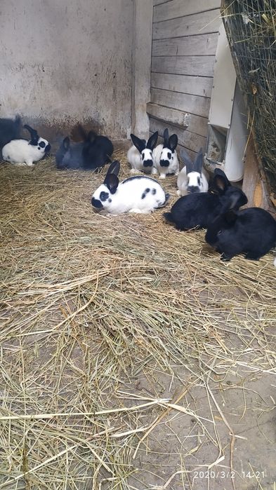 Самці  самки  німецького строкача 2-3 місяці.