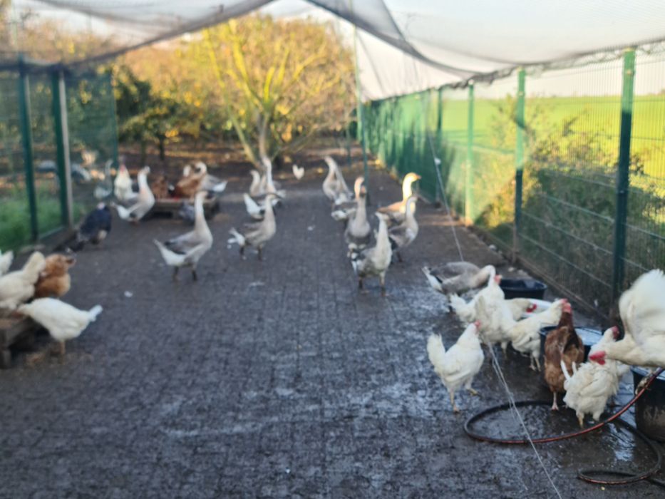 Ges Kubańska- dorosłe żywa