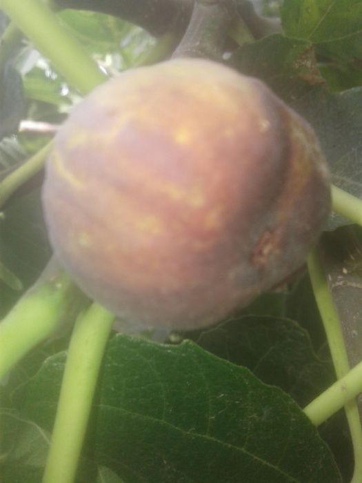 Продам саженцы инжира девять сортов