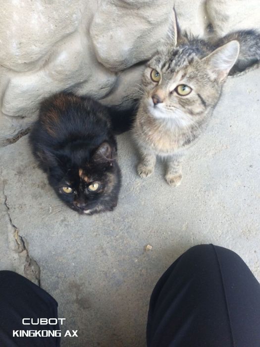 Котикі добрі руки