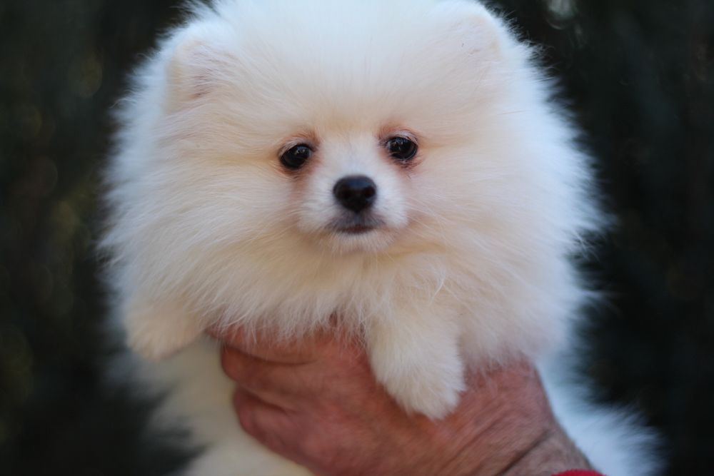 Беленькая куколка померанский шпиц