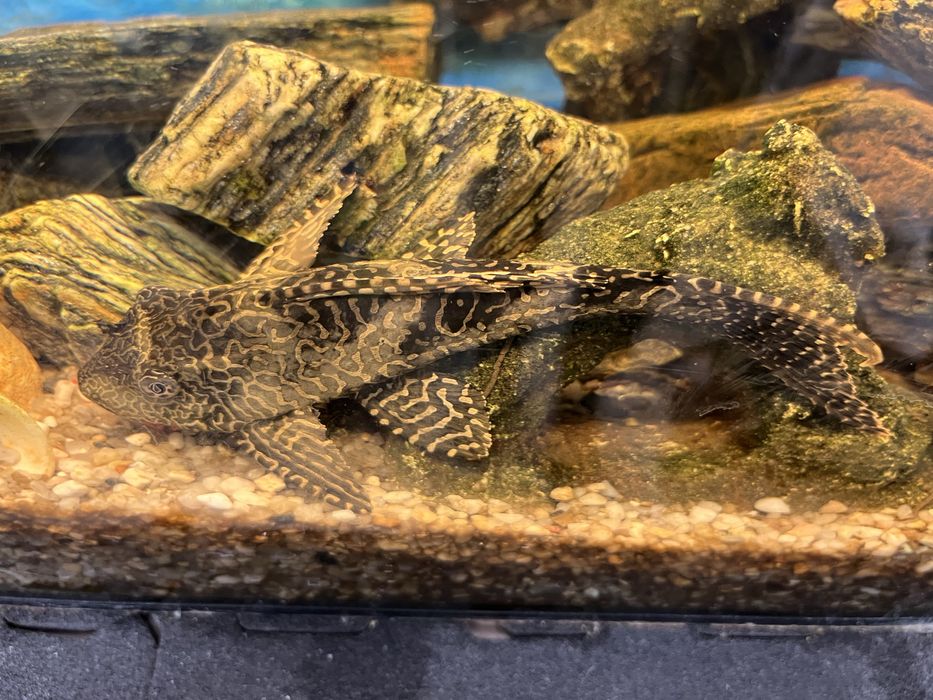 Oddam glonojad Plecostomus