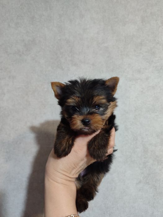 Йоркширський тер'єр.Міні йорки