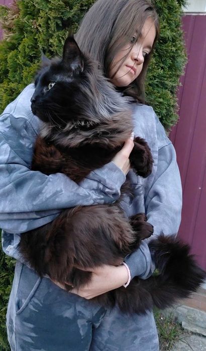 Мейн Кун, Maine Coon, Black, чёрного окраса